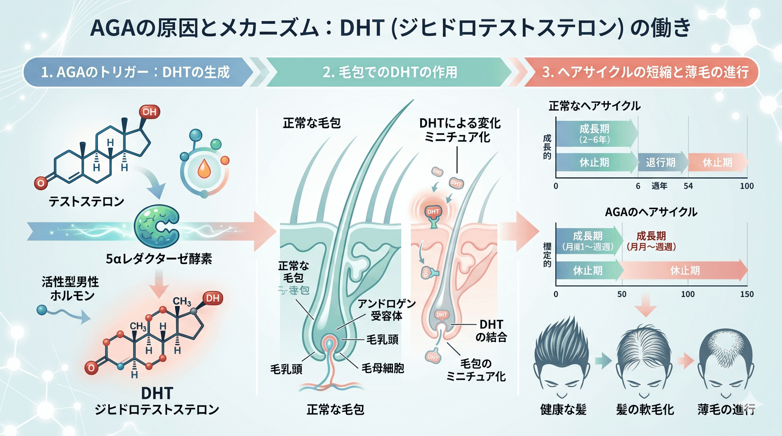 そもそもAGA（男性型脱毛症）とは？あなたの症状を知ることが大切です