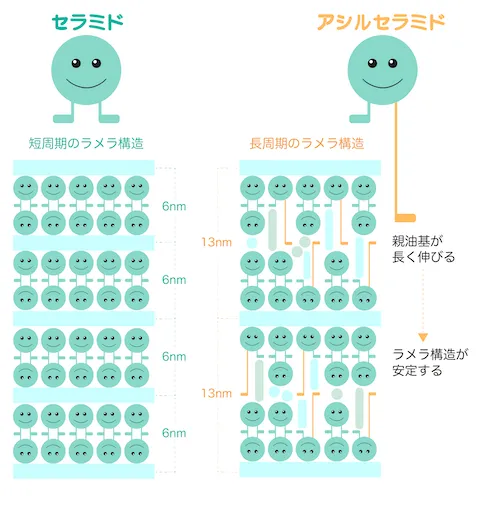 アシルセラミド_ラメラ構造安定化のコピー