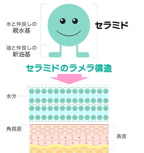 セラミドのラメラ構造図解_newのコピー