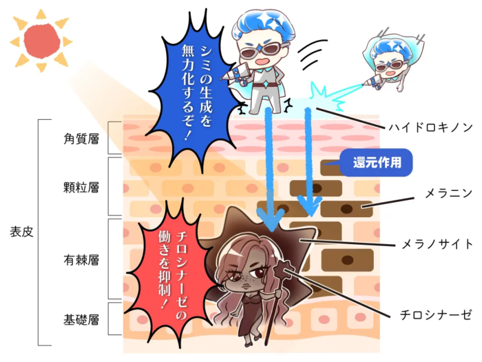 ハイドロキノン酸化酵素「チロシナーゼ」シミを無力化
