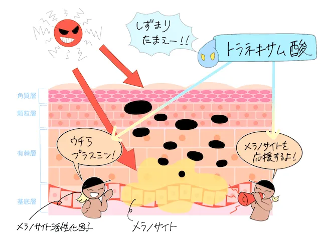 メラノサイト活性化因子
