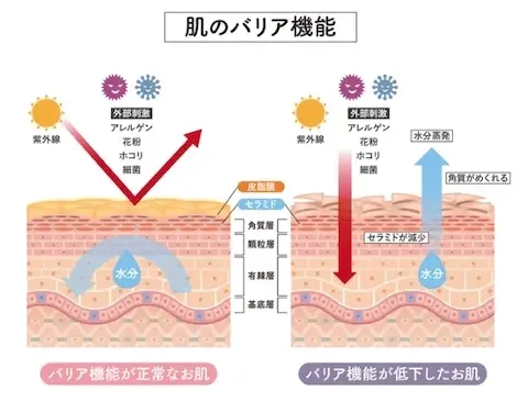 セラミド_肌のバリア機能_図解ー