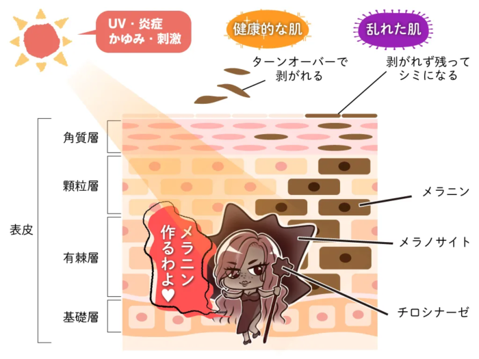 ハイドロキノンの効果