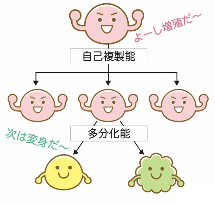 幹細胞２つの性質_自己複製能と多分化能